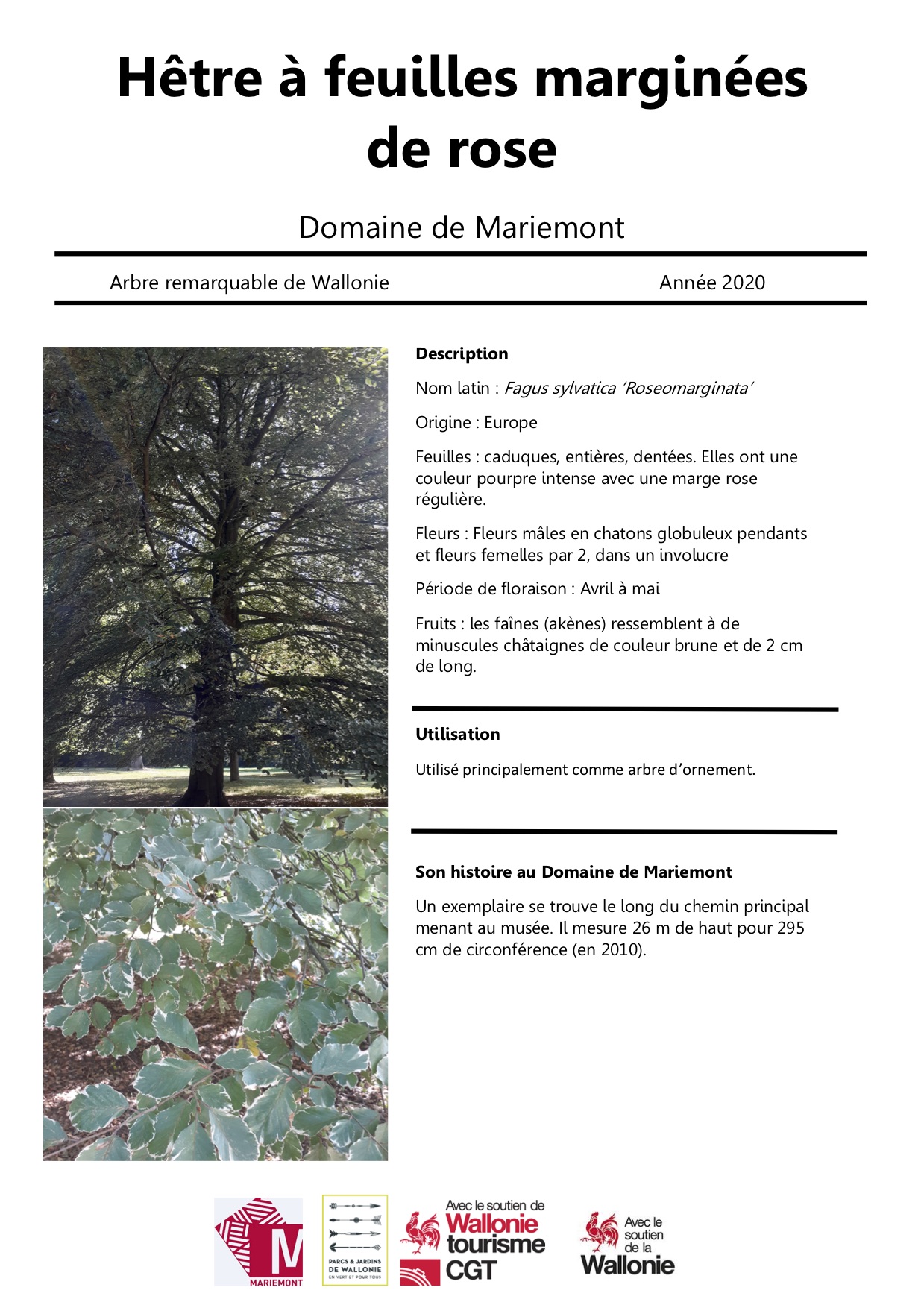 Hêtre à feuilles marginées roses
