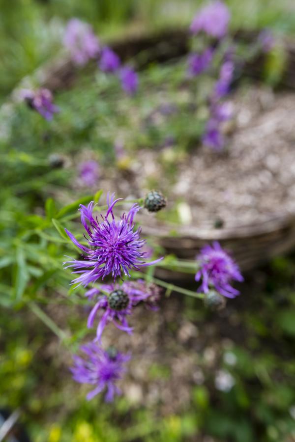 Jardin de Millepertuis (aquascope de Virelles)