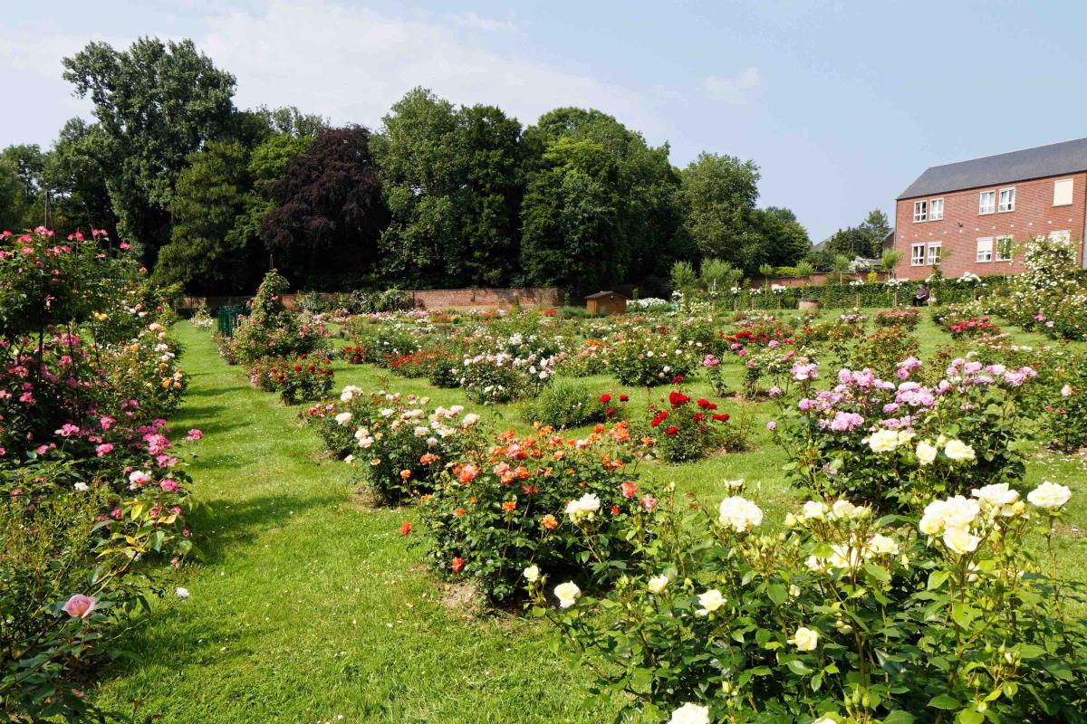 Jardin concours de roses nouvelles