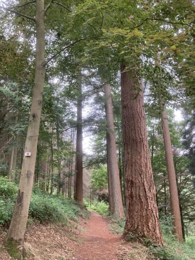 Arboretum de Bouillon/ de la Gernelle