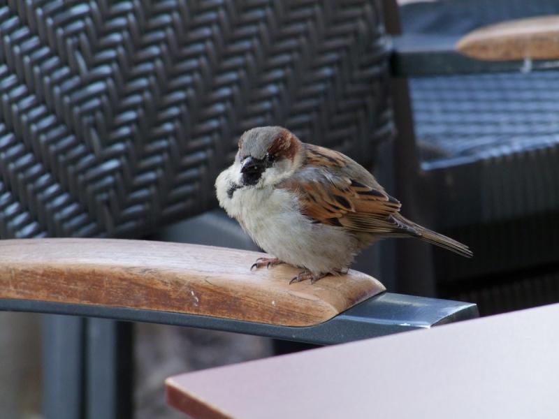 Stage Biodiversité : ça vit en ville !