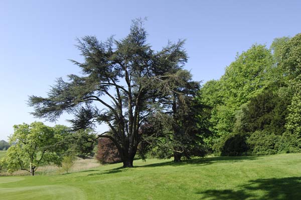 vue sur un arbre dans le parc