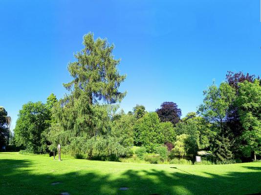 Arboretum du Parc de La Serna (Jumet)