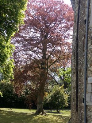 Parc du château de Waroux