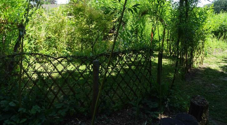 Willow Land Art - Le saule paysager (jardin en face) et Pulsions végétales (jardin attenant à la maison)