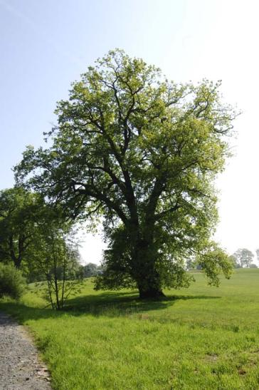 vue sur un arbre dans le parc