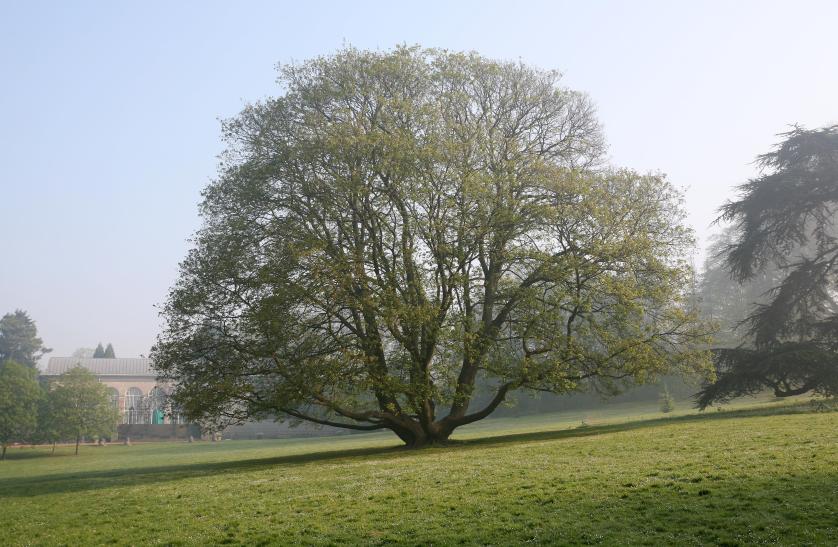 Vue sur un érable sycomore pourpre