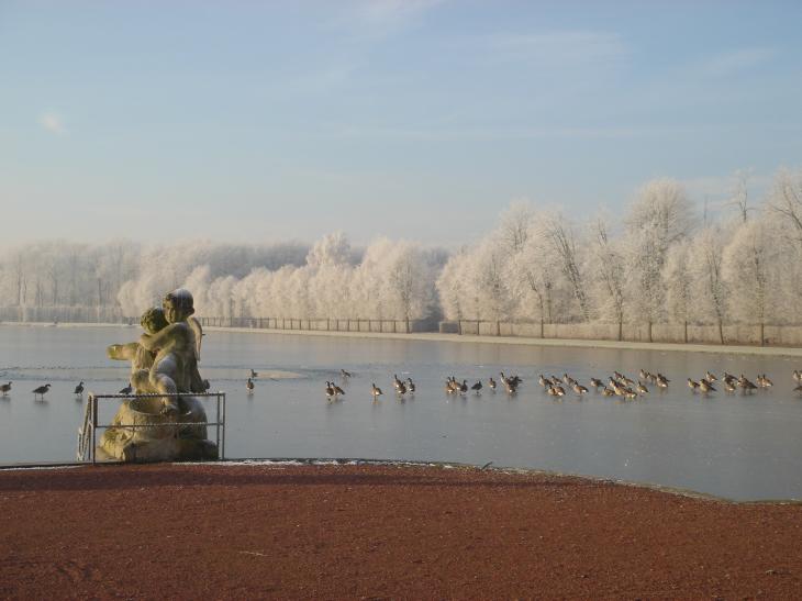 les canards sur le lac