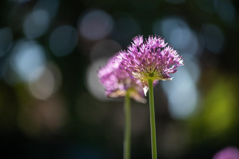 Bivort, Fleurs