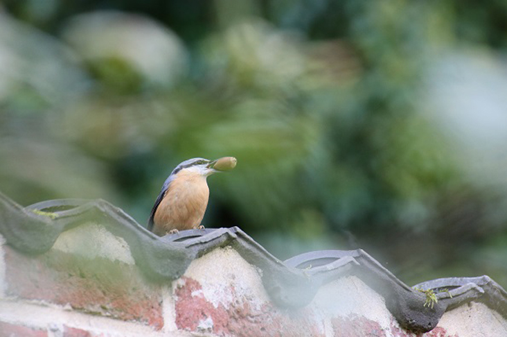 Château de Jehay (Amay) 