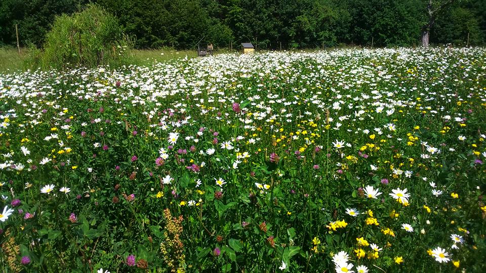 Jardin naturel didactique