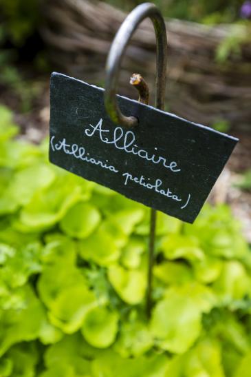 Jardin de Millepertuis (aquascope de Virelles)