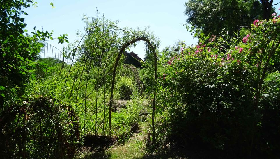 Willow Land Art - Le saule paysager (jardin en face) et Pulsions végétales (jardin attenant à la maison)